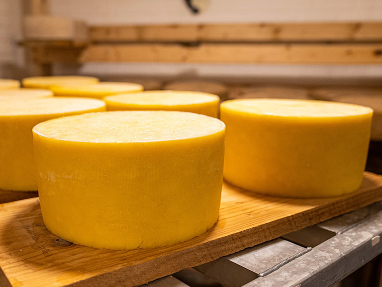 queso gigante - queso bolaño - quesos online